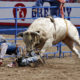 Bull rifer death might be linked to depression and concussions
